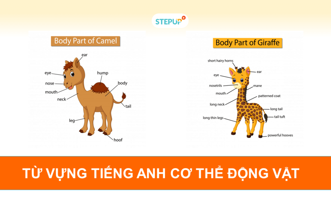 Ghi nhớ siêu tốc từ vựng tiếng Anh về cơ thể động vật